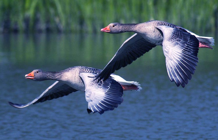 Diferencias entre gansos y patos