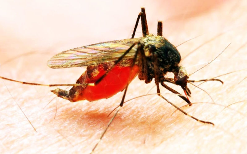 Diferencias entre la malaria y el ébola