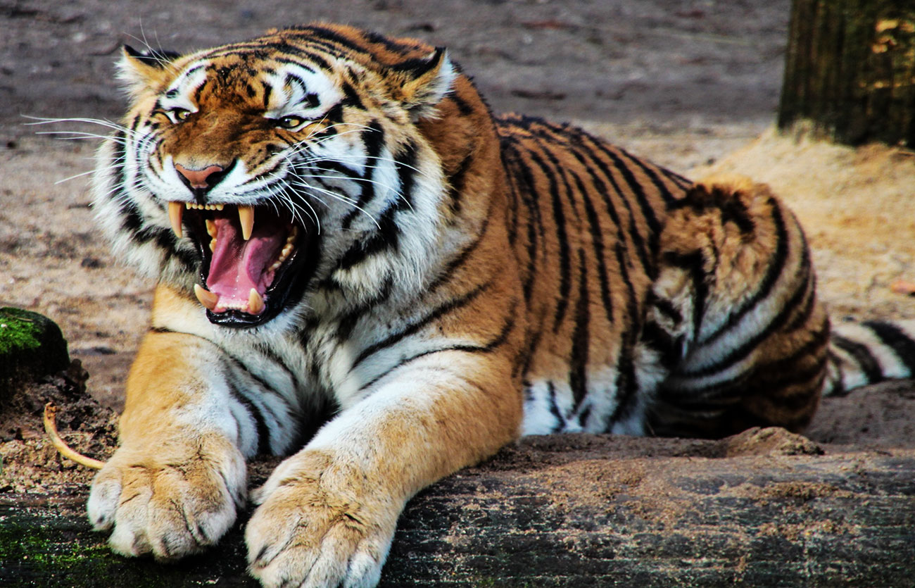 Diferencias entre leopardo y tigre