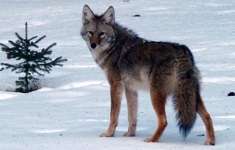 Diferencias entre lobos y coyotes