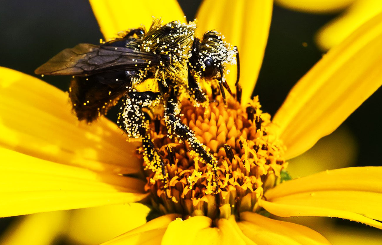 Diferencias entre polen y néctar
