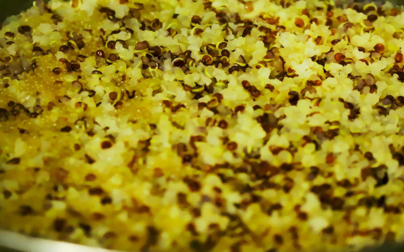 Diferencias entre quinoa y arroz