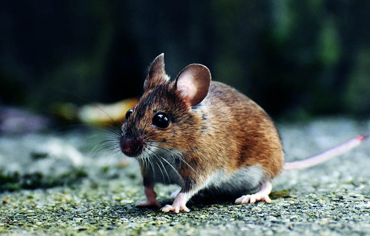 Diferencias entre ratones y ratas