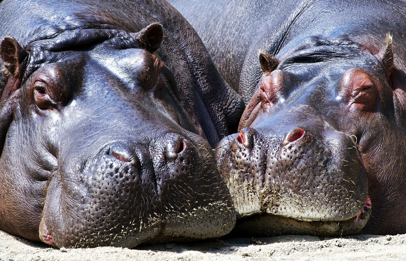 Diferencias entre rinoceronte y hipopótamo