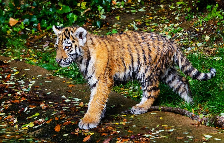 Diferencias entre tigres siberianos y tigres de Bengala