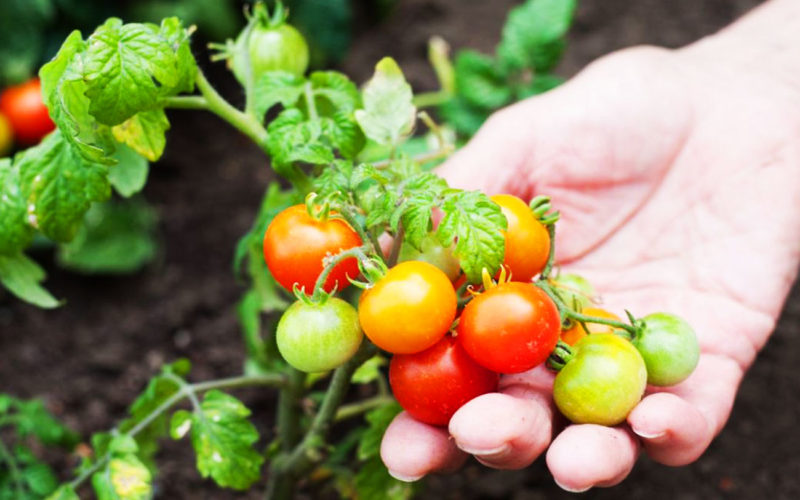 Diferencias entre tomates cherry y tomates ciruela