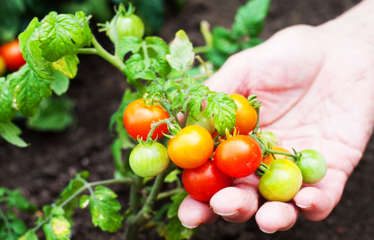 Diferencias entre tomates cherry y tomates ciruela