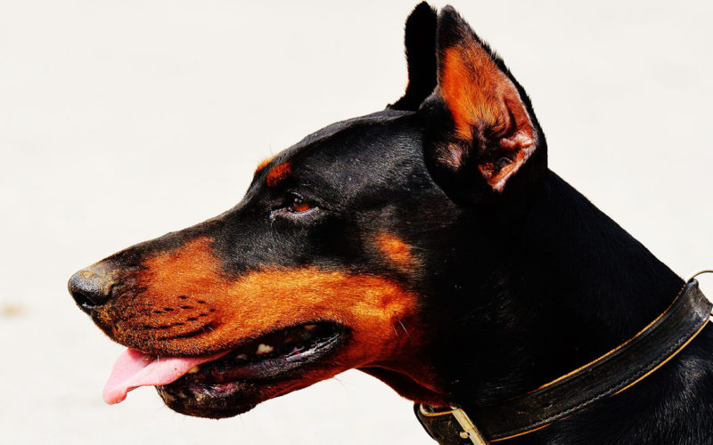 Diferencias entre un Rottweiler y un Doberman