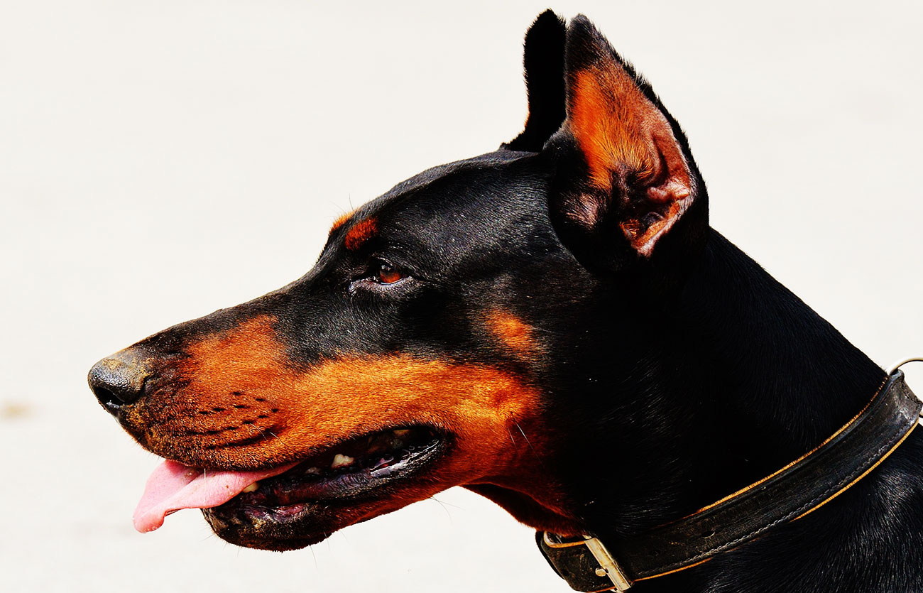 Diferencias entre un Rottweiler y un Doberman