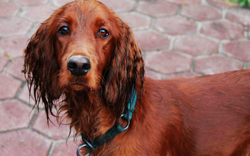 El pelaje de un perro setter irlandés