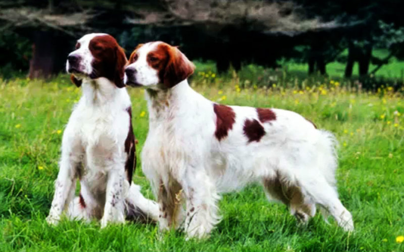 El pelaje de un perro setter irlandés rojo y blanco