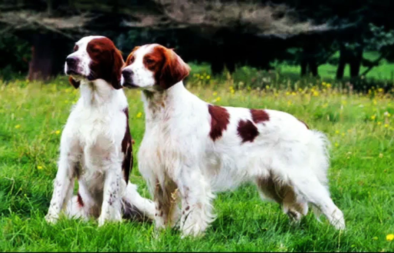 El pelaje de un perro setter irlandés rojo y blanco