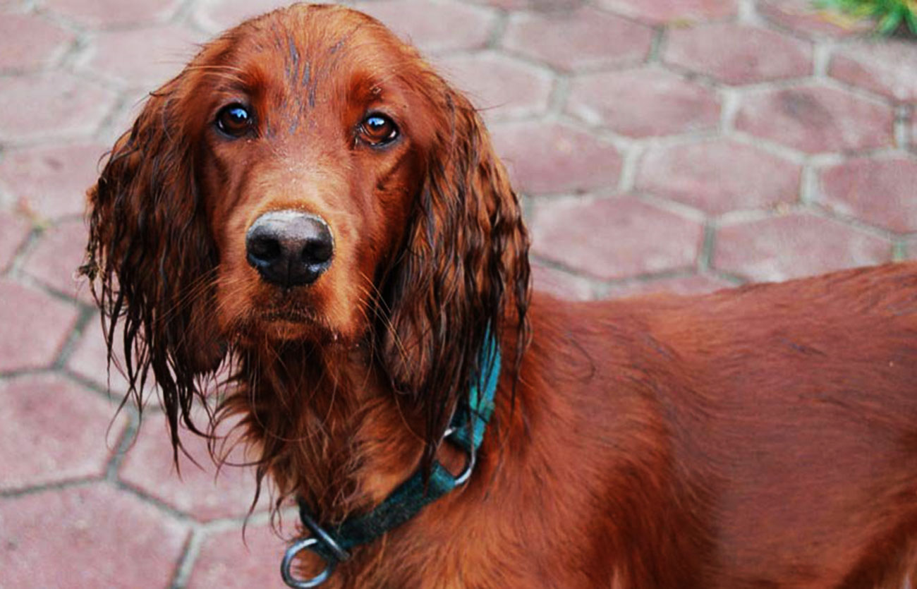 El pelaje de un perro setter irlandés