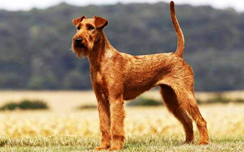 El pelaje de un perro terrier irlandés