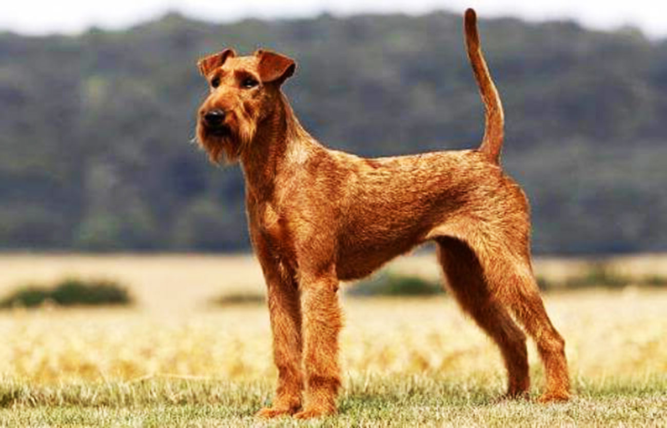 El pelaje de un perro terrier irlandés