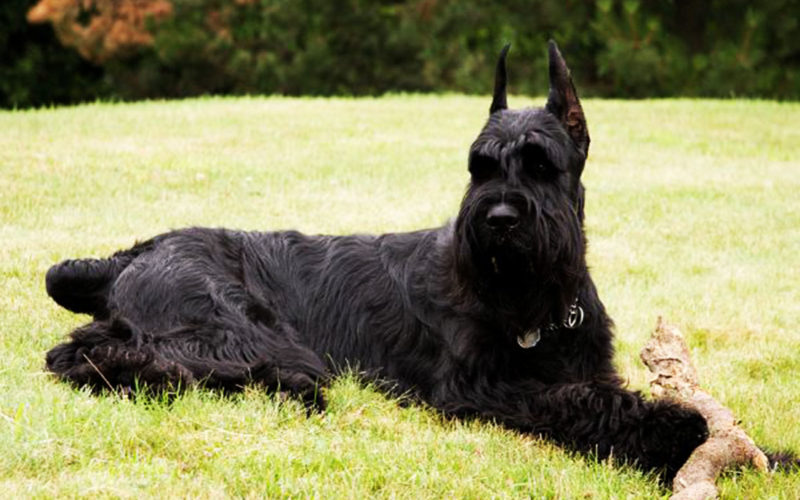 Enfermedades y esperanza de vida de un schnauzer gigante