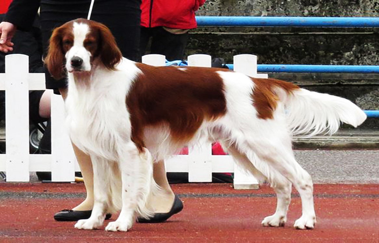 Enfermedades y esperanza de vida de un setter irlandés rojo y blanco