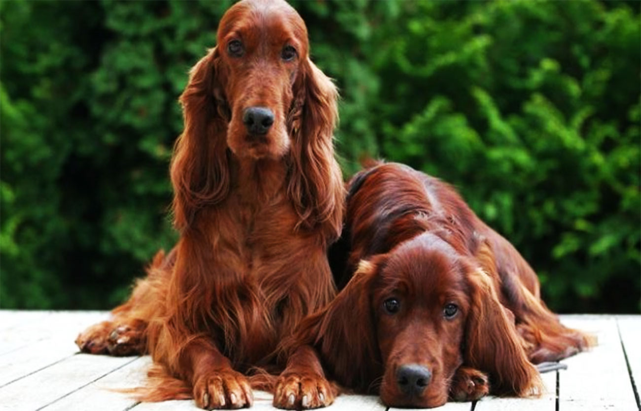 Enfermedades y esperanza de vida de un setter irlandés