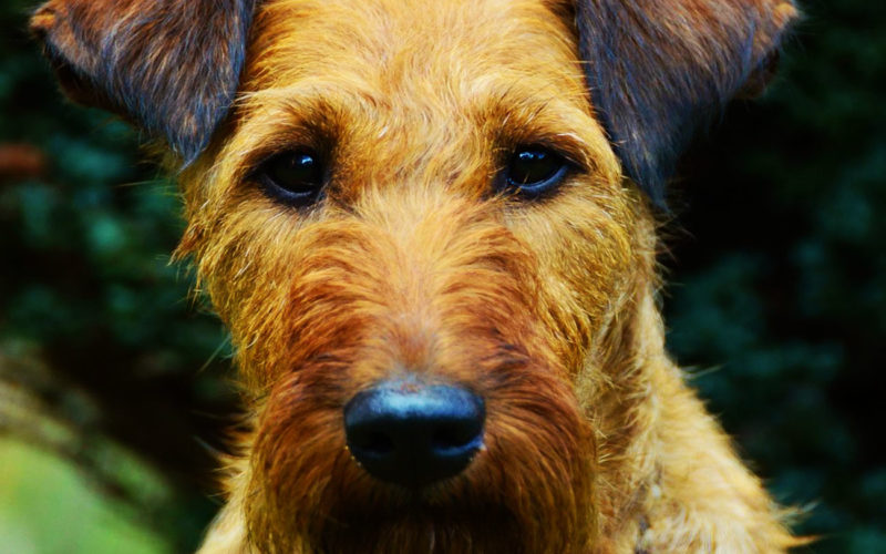 Enfermedades y esperanza de vida de un terrier irlandés