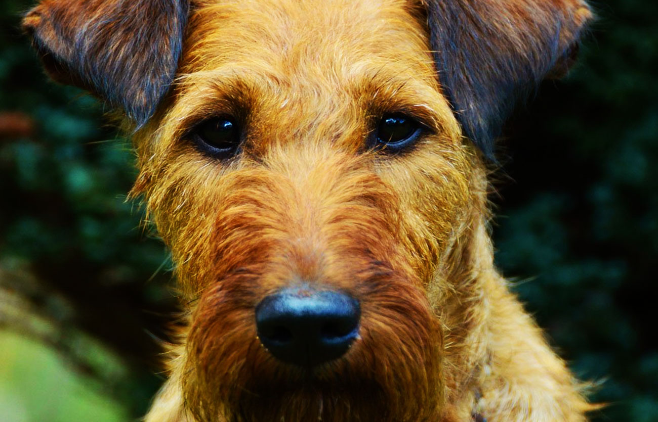 Enfermedades y esperanza de vida de un terrier irlandés