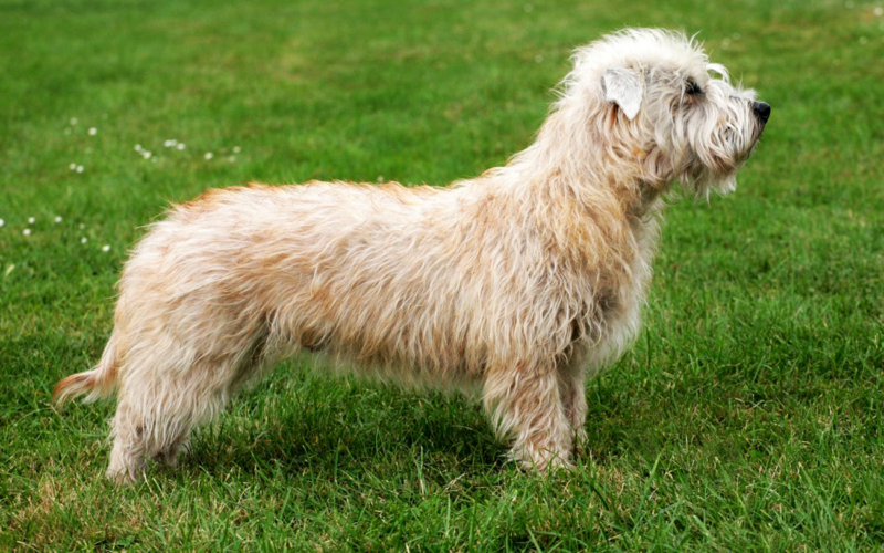 El pelaje de un perro glen of imaal terrier