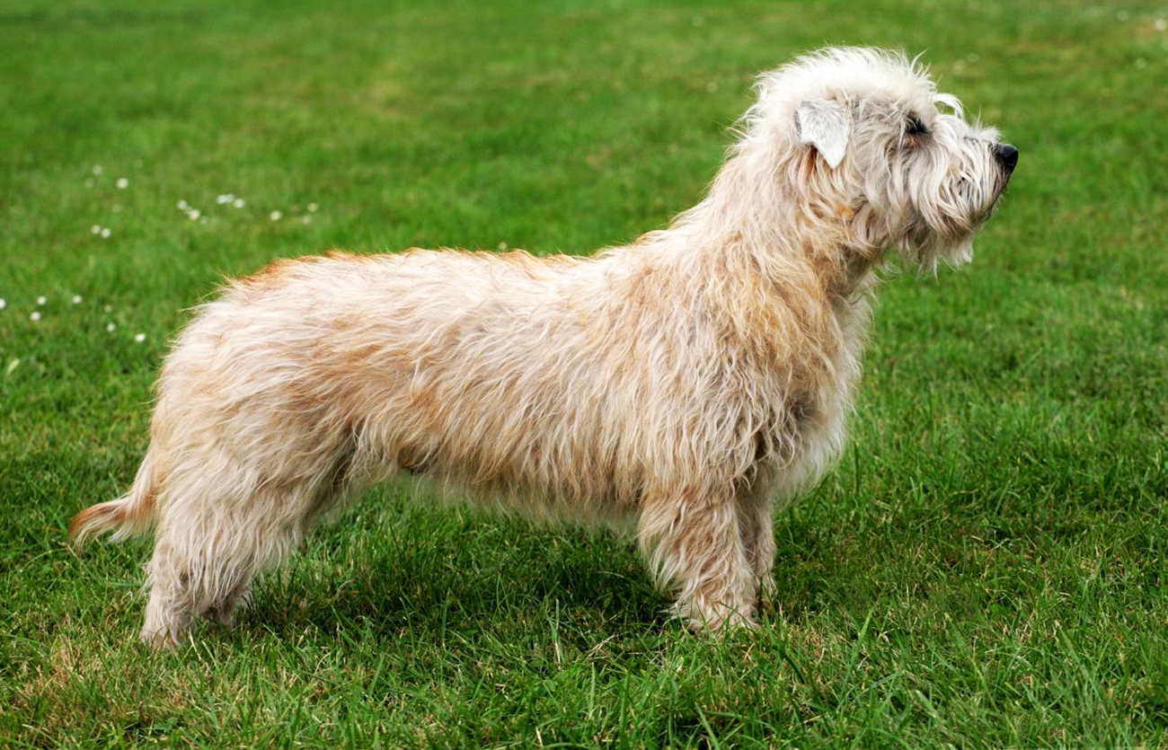 El pelaje de un perro glen of imaal terrier