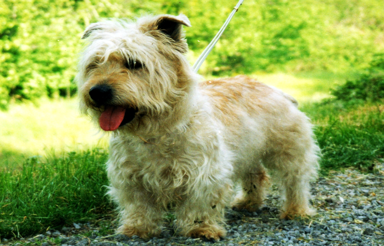 Enfermedades y esperanza de vida de un glen of imaal terrier