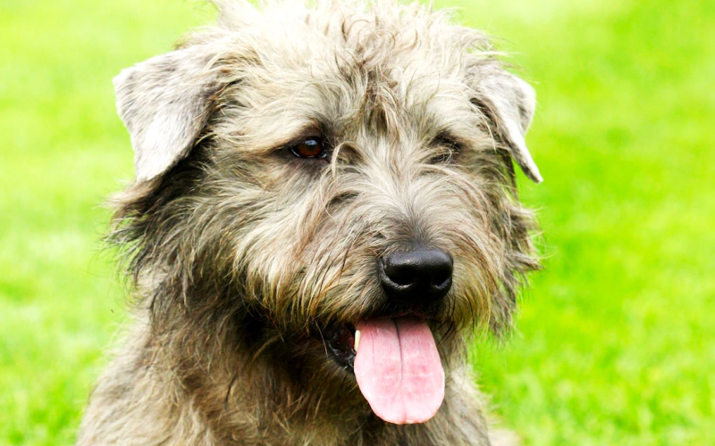 País de origen de la raza glen of imaal terrier