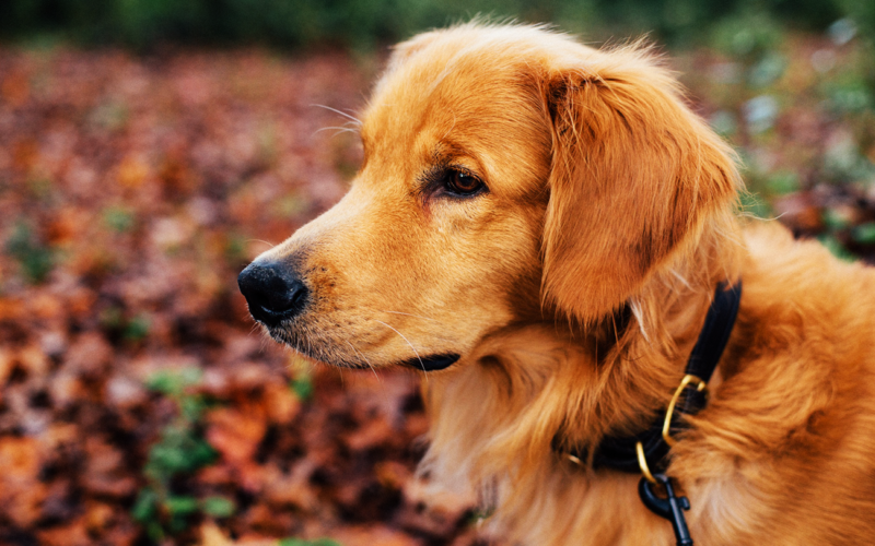 El pelaje de un perro golden retriever