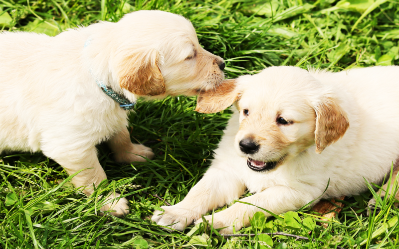 Enfermedades y esperanza de vida de un golden retriever