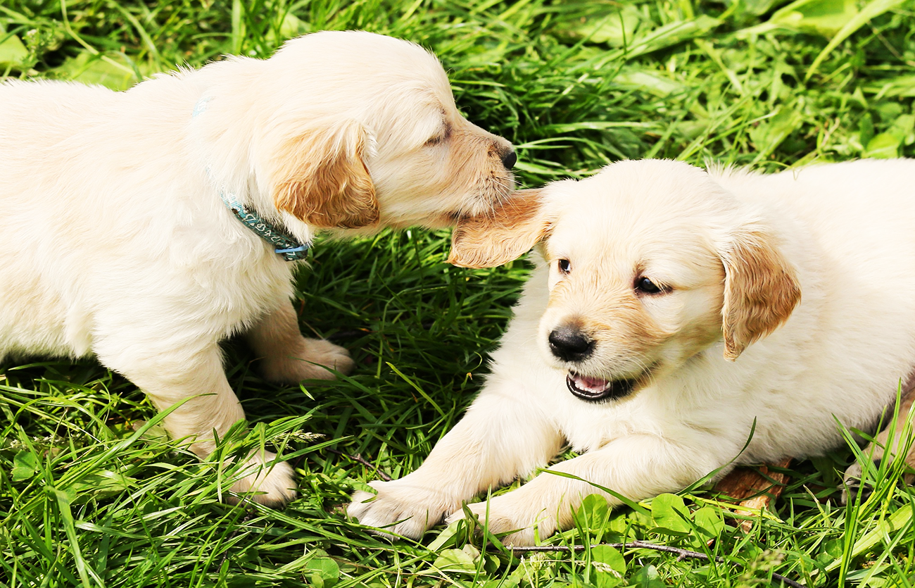 Enfermedades y esperanza de vida de un golden retriever