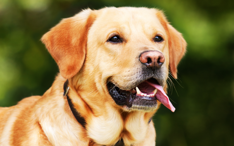 País de origen de la raza golden retriever