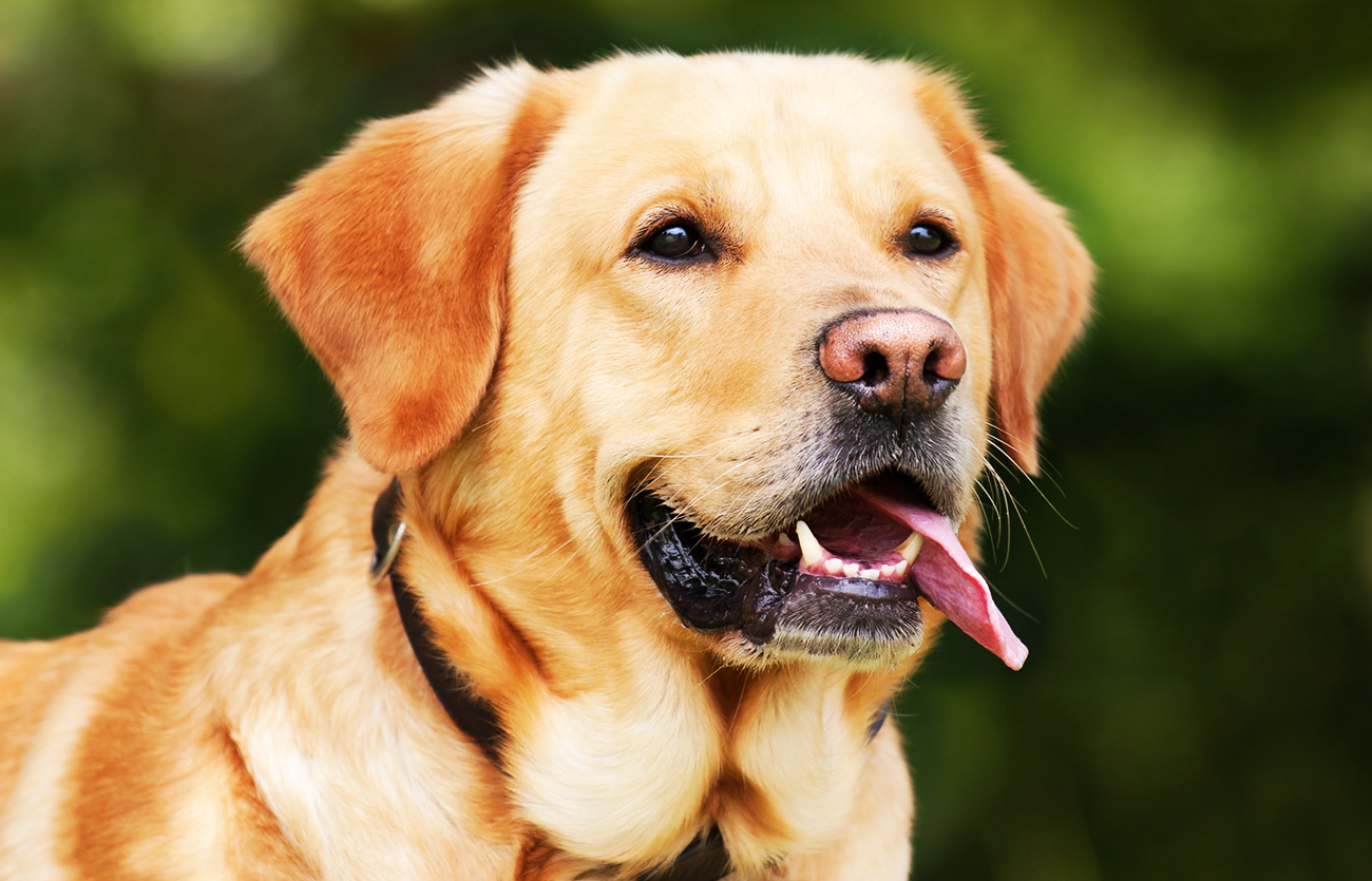 País de origen de la raza golden retriever