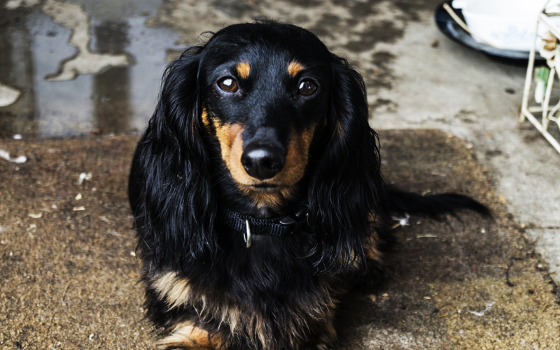 El pelaje de un perro setter escocés