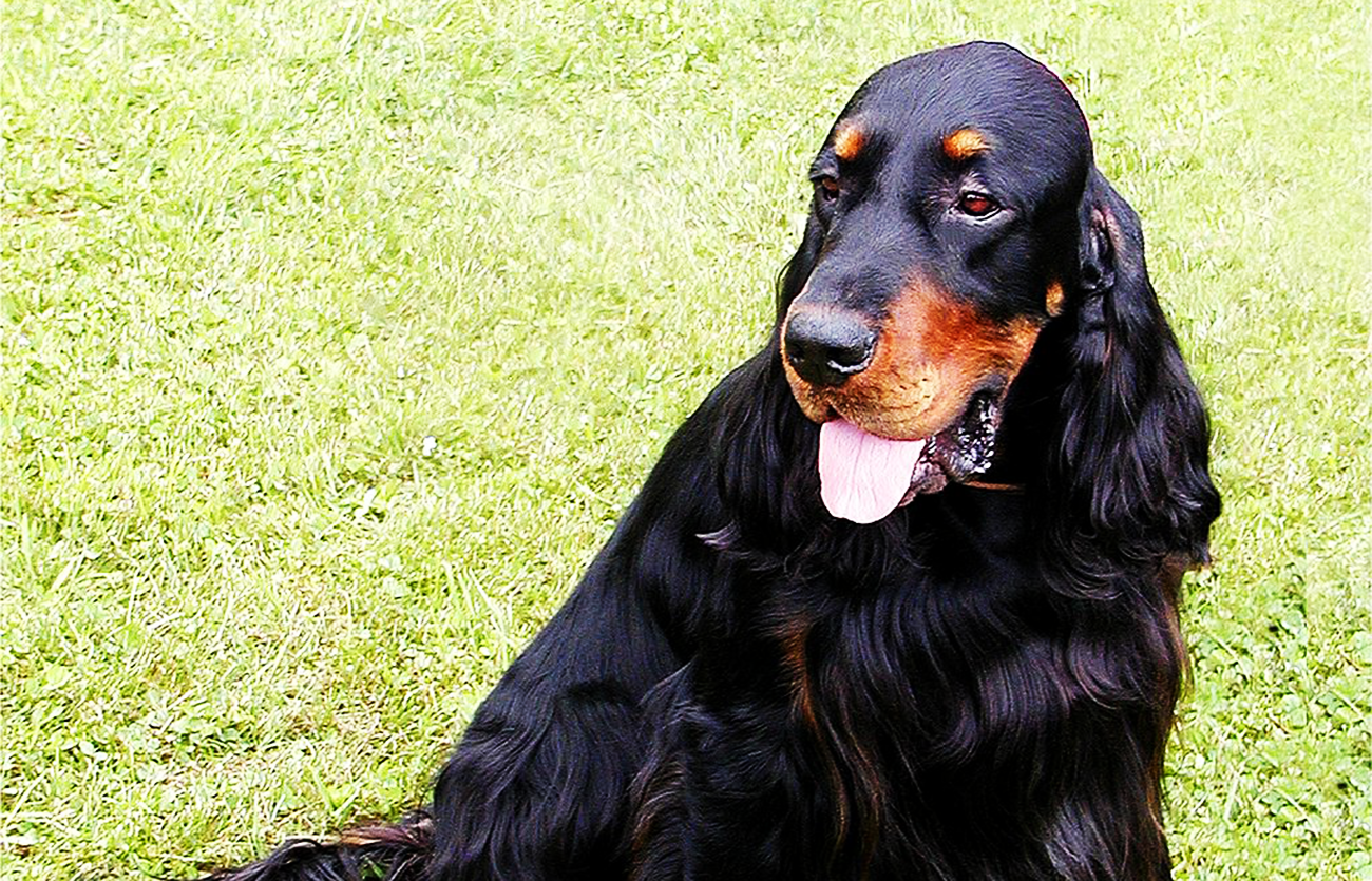 Enfermedades y esperanza de vida de un setter escocés