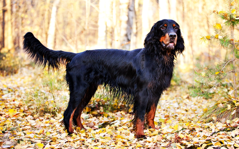 País de origen de la raza setter escocés