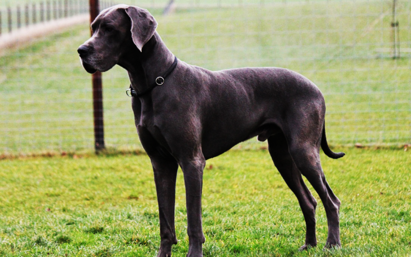 El gran danés o dogo alemán tuvo origen en Alemania, país que se ubicado en Europa Occidental. Esta raza surgió en a mediados del siglo XIX. Este ejemplar fue creado para cazar y pelear, en sus inicios era agresivo y con temperamento combativo a lo que muchos temían. Durante décadas el gran danés fue entrenado y educado para convertirlo en un perro amable y cariñoso tal y como lo conocemos en la actualidad.