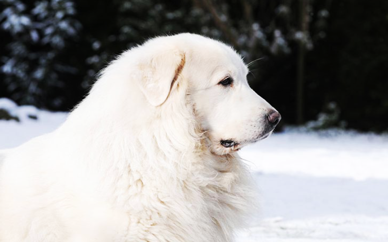 El pelaje de un perro de montaña de los Pirineos