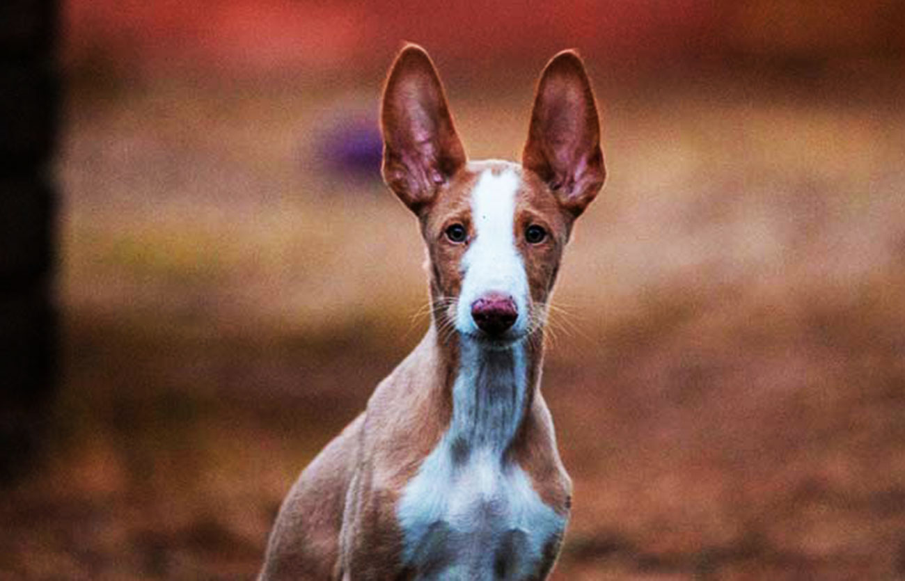 Enfermedades y esperanza de vida de un perro ibicenco