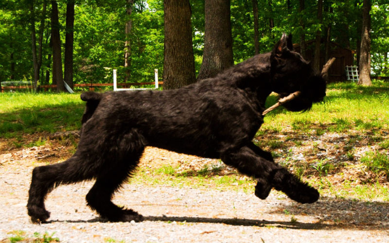 País de origen de la raza schnauzer gigante