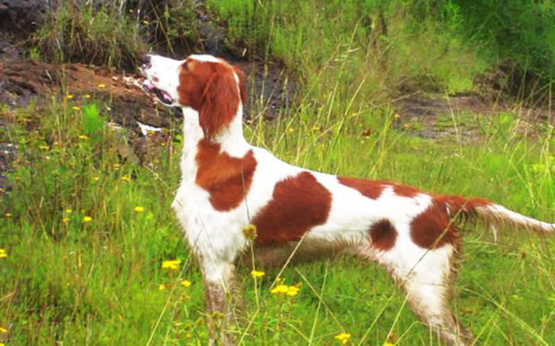 País de origen de la raza setter irlandés rojo y blanco