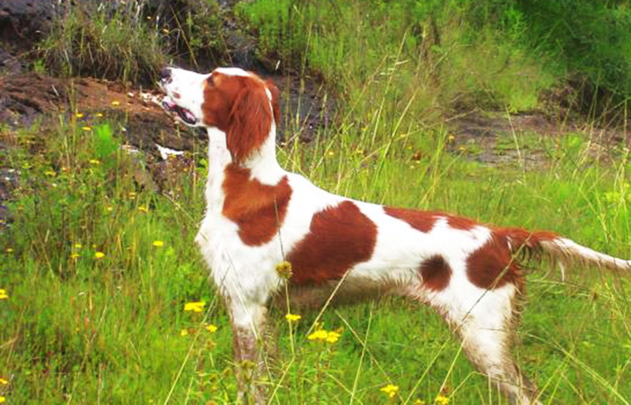 País de origen de la raza setter irlandés rojo y blanco