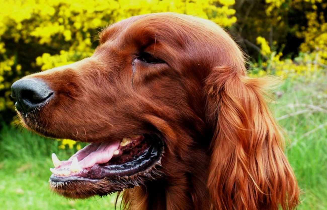 País de origen de la raza setter irlandés