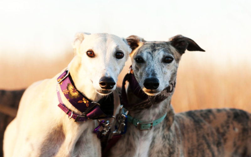 El pelaje de un perro galgo