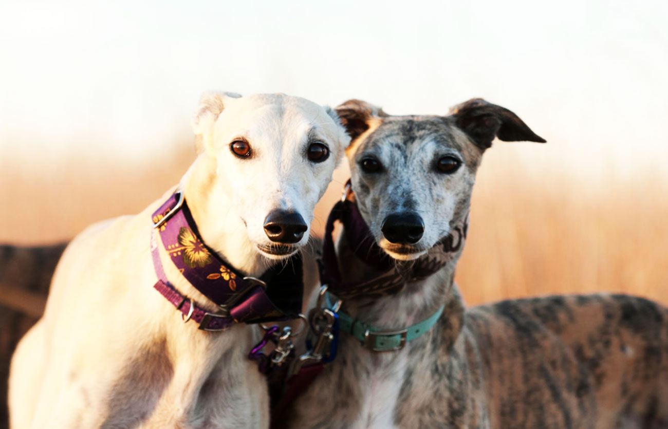 El pelaje de un perro galgo