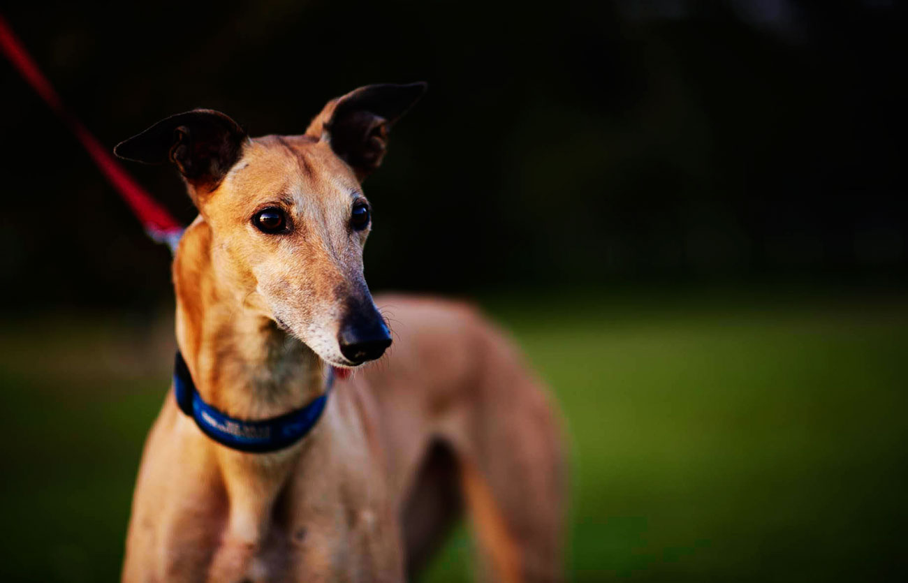 Enfermedades y esperanza de vida de un galgo