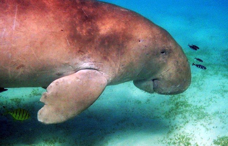 Diferencias entre dugongos y manatíes