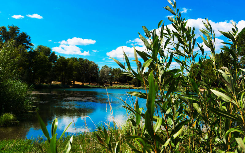 Diferencias entre ecosistema y medio ambiente