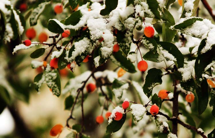 Diferencias entre invierno y primavera