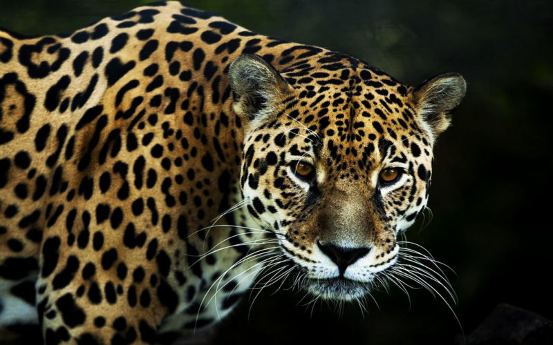 Diferencias entre jaguar y guepardo